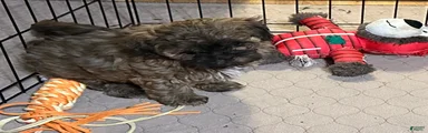 Shihpoo Puppy 2