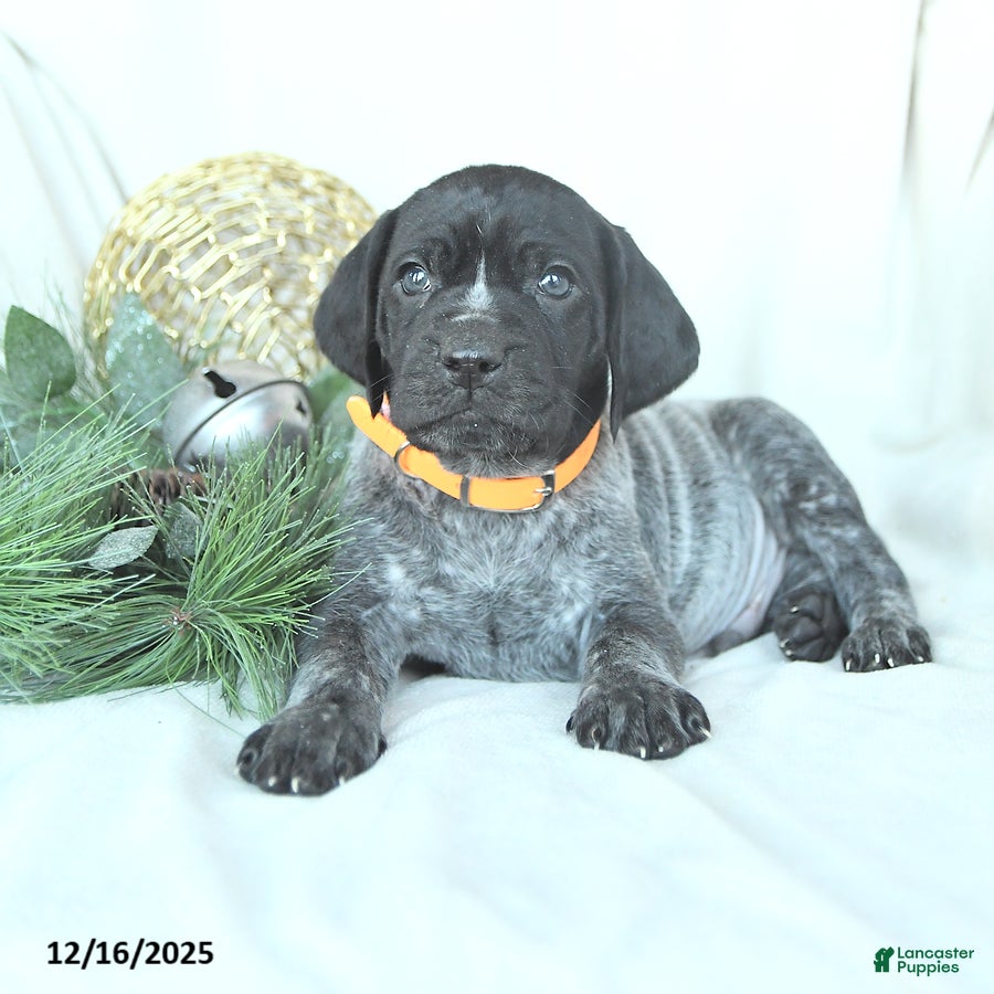 German Shorthaired Pointer dogs Doc - Ad 12