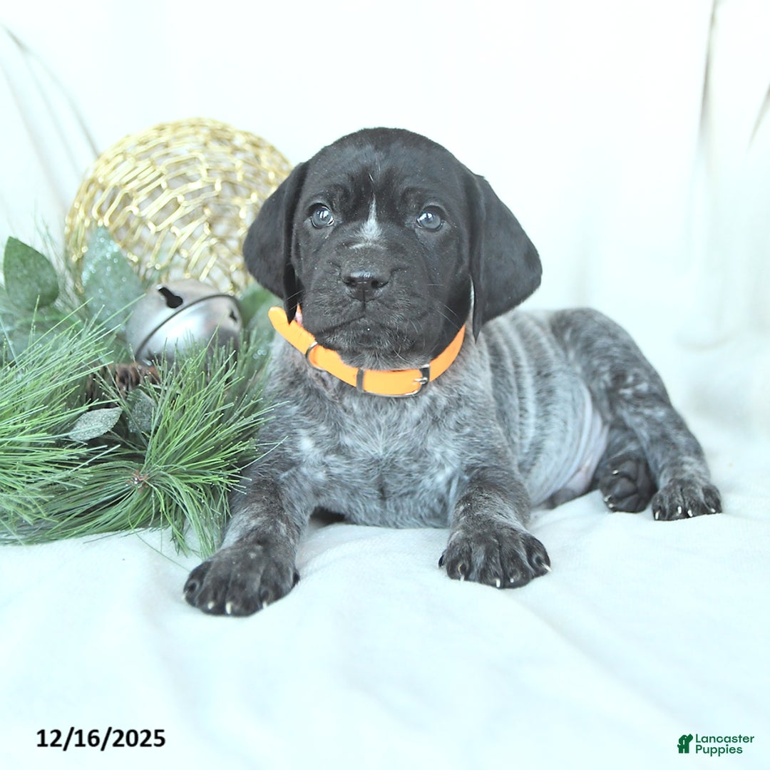 German Shorthaired Pointer dogs for sale: Doc - Ad 1