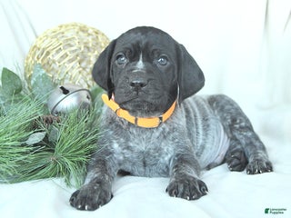 German Shorthaired Pointer dogs Doc - Ad 12