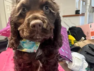 Cocker Spaniel dogs for sale: Teddy - AKC Cocker Spaniel - Ad 2