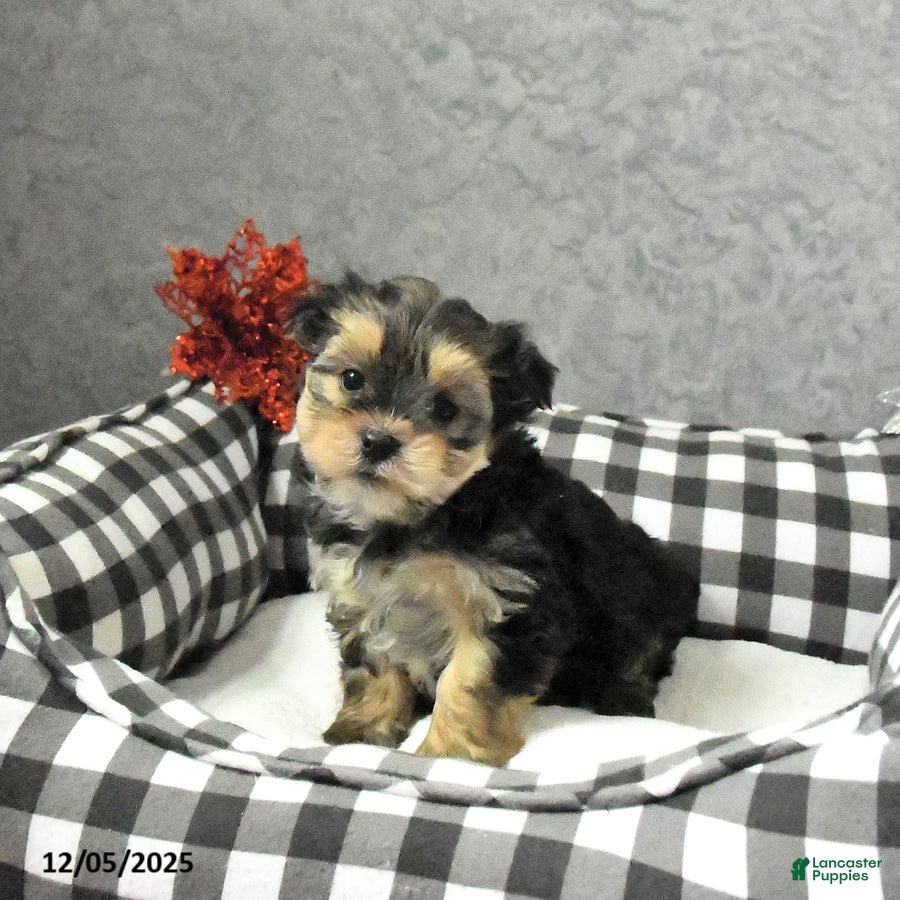 Yorkshire Terrier dogs Jack  - Ad 10