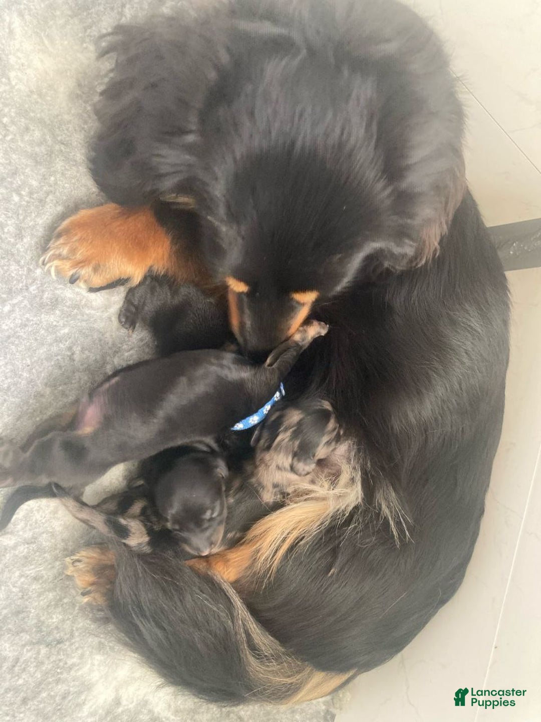 Miniature Dachshund dogs for sale: Miniature Dachshund Puppy 1 - Ad 4