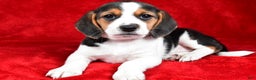 Beagle dogs for sale: Anita - Ad 9