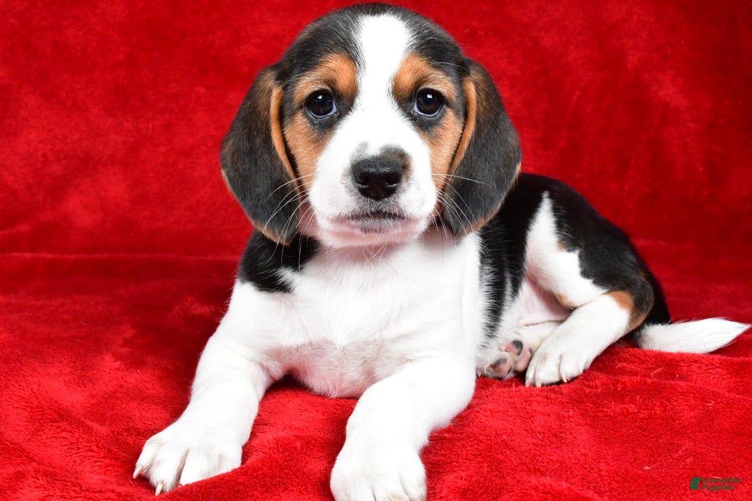 Beagle dogs for sale: Anita - Ad 9