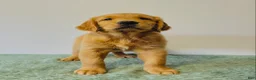 Golden Retriever dogs for sale: Rusty - Ad 3