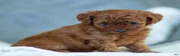 Toy Poodle dogs for sale: Raven Toy Poodle Puppy  - Ad 2