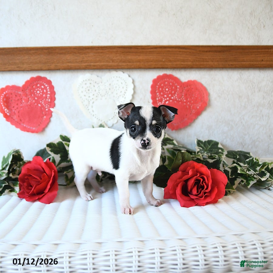 Chihuahua dogs Judson - Ad 2