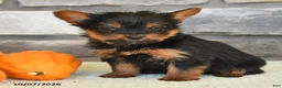 Yorkshire Terrier dogs for sale: Norm - Ad 4