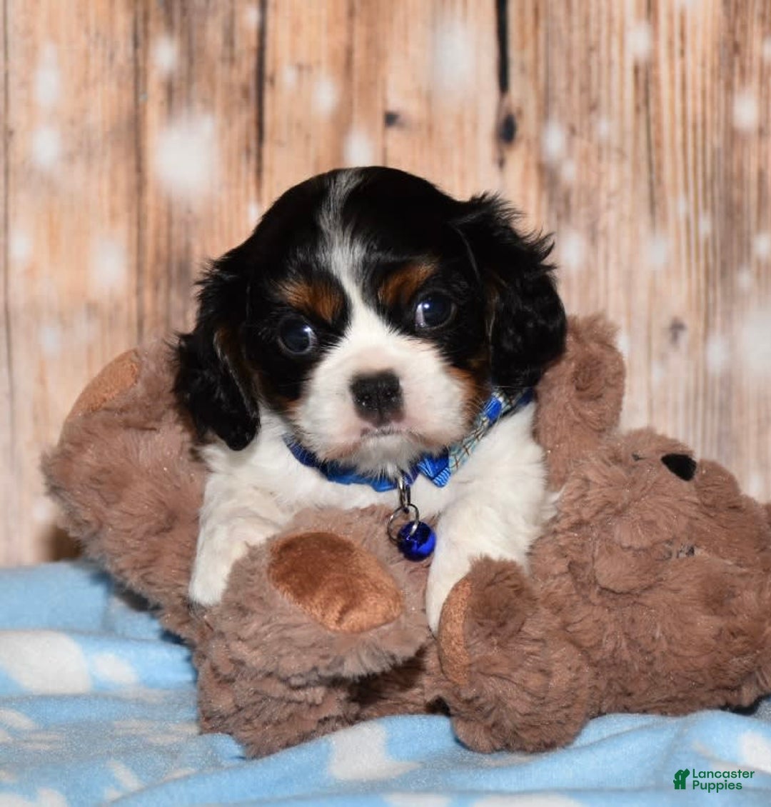 Gallery Image {{count}}