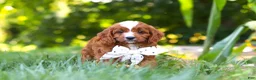 Cavapoo dogs for sale: Jayce - Ad 7