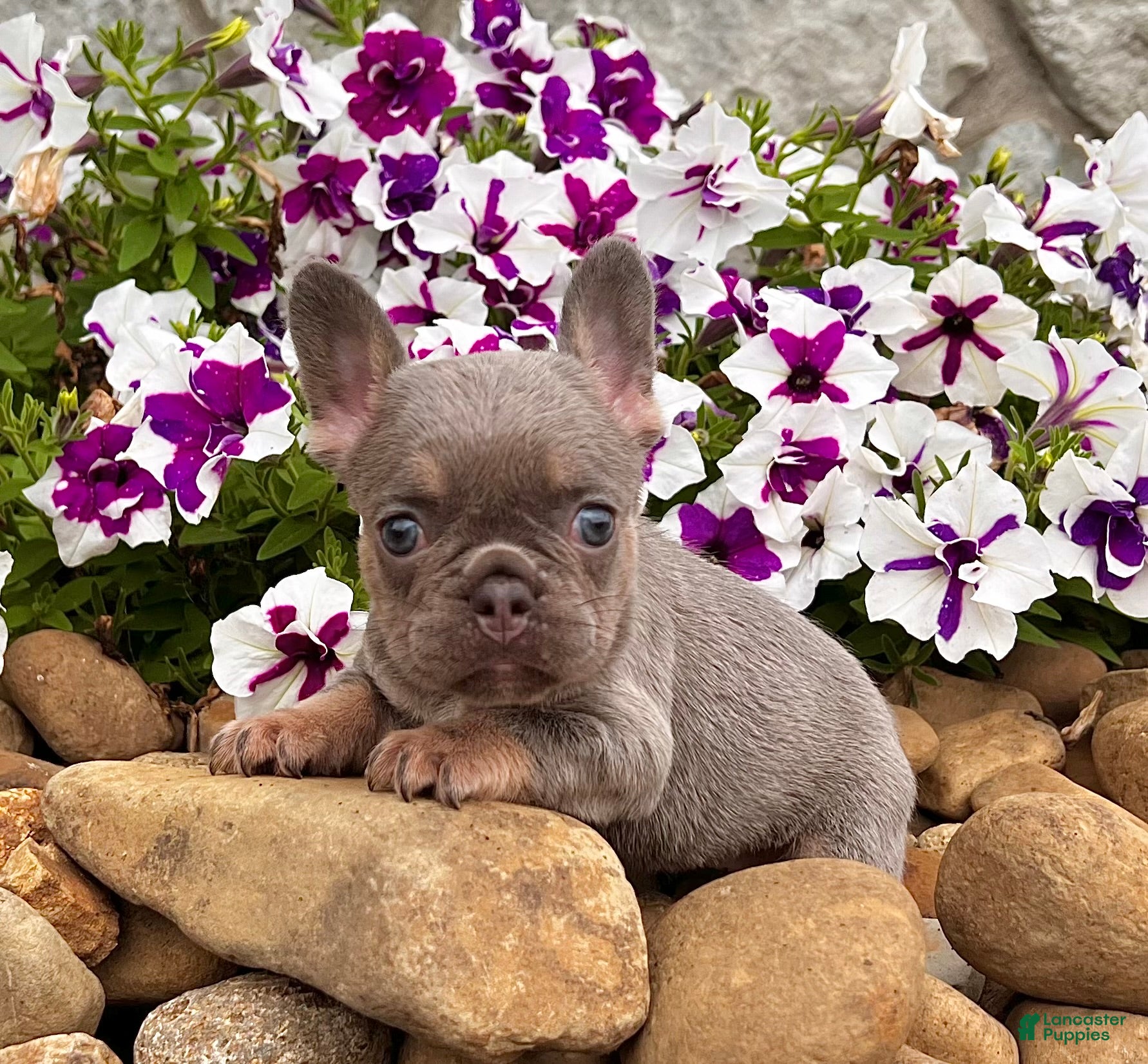 French Bulldog dogs Hope - Ad 2