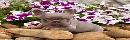 French Bulldog dogs for sale: Hope - Ad 2