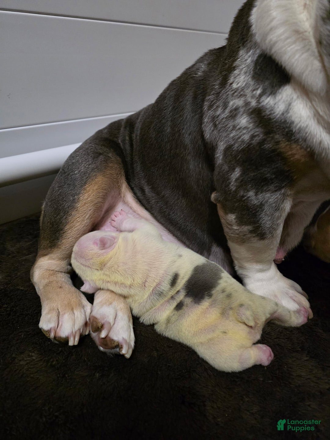 English Bulldog dogs for sale: English Bulldog Puppy 1 - Ad 5