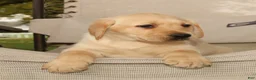 Labrador Retriever dogs for sale: Gator - Ad 7