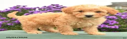 Cavapoo dogs for sale: Hugo - Ad 4