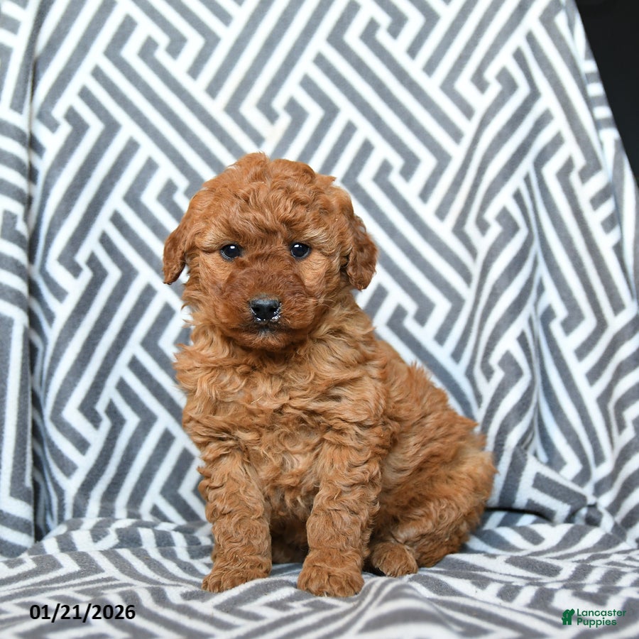 Mini Goldendoodle dogs for sale: Hershey - Ad 4