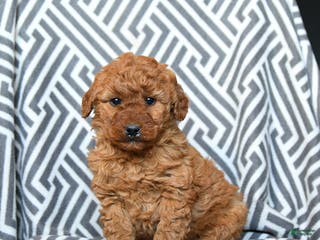 Mini Goldendoodle dogs Hershey - Ad 4