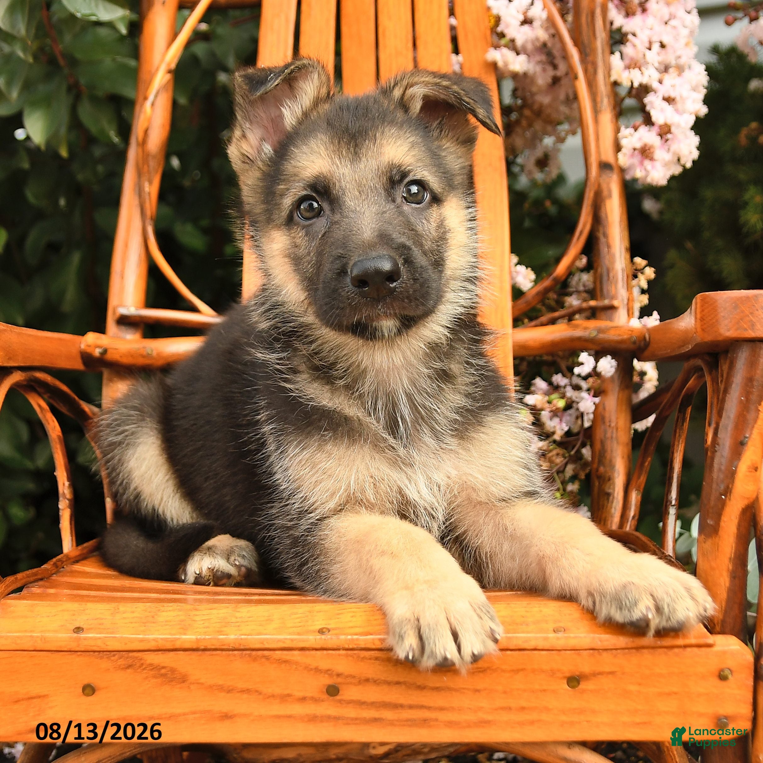 German Shepherd dogs Max - Ad 2