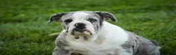 English Bulldog dogs for sale: Splendor English Bulldog crate trained - Ad 3