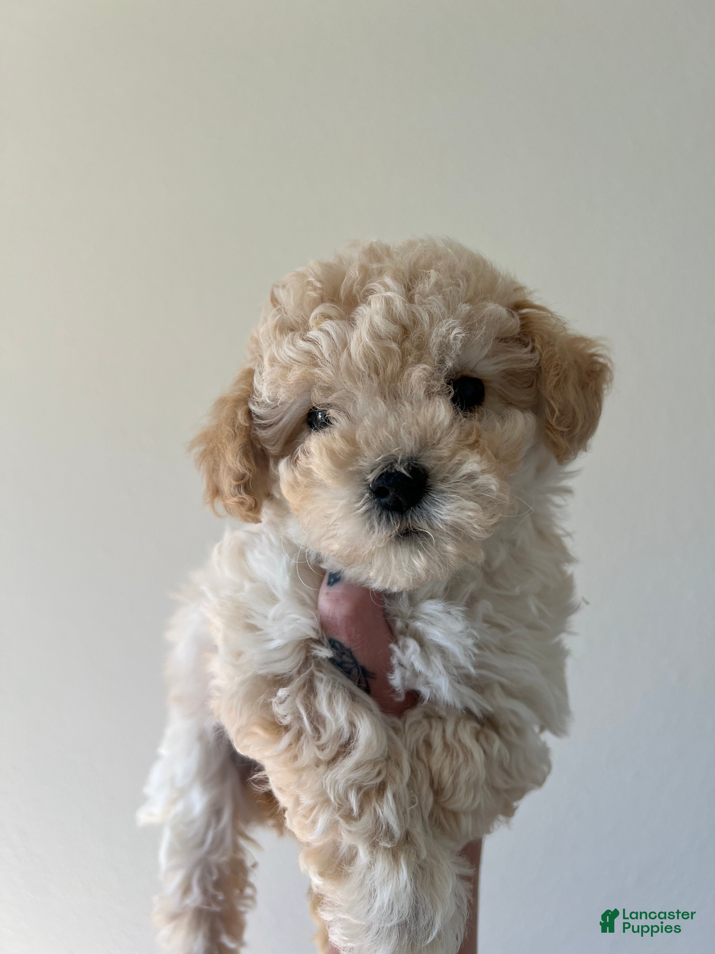 Toy Poodle dogs for sale: Bella - Ad 2
