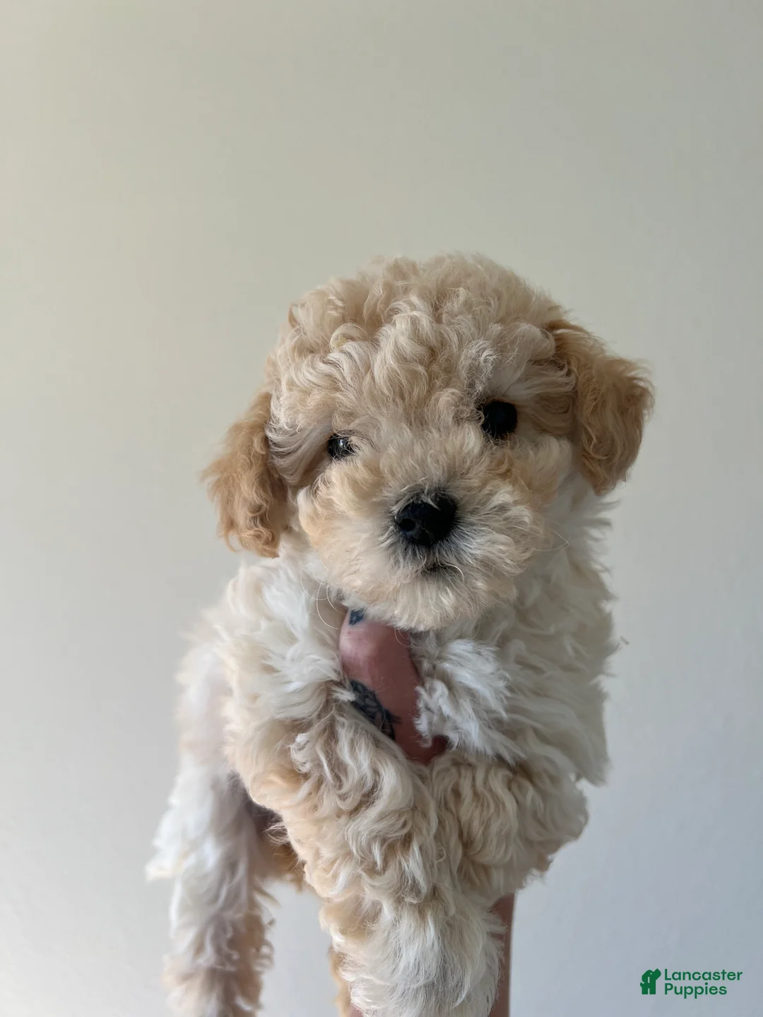 Toy Poodle dogs for sale: Bella - Ad 1