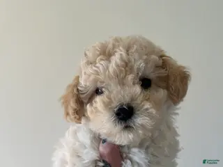 Toy Poodle dogs for sale: Bella - Ad 2