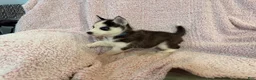 Siberian Husky dogs for sale: Princess Nimue - Ad 1