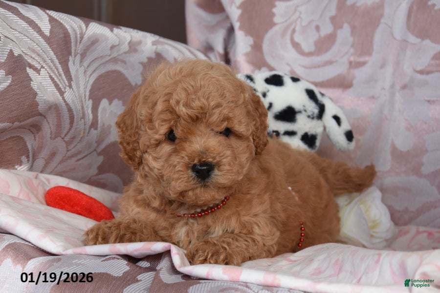 Cockapoo dogs Marcus - Ad 39