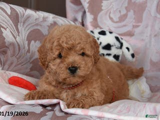 Cockapoo dogs Marcus - Ad 31