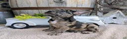 Frenchton dogs for sale: Frenchton Puppy 1 - Ad 2