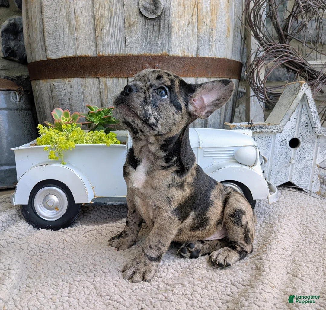 Frenchton dogs for sale: Frenchton Puppy 1 - Ad 2