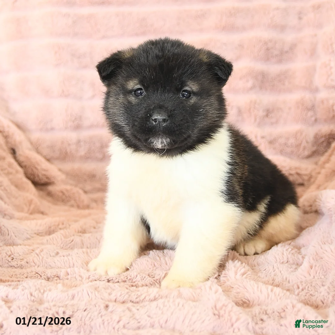Akita dogs for sale: Flash - Ad 10