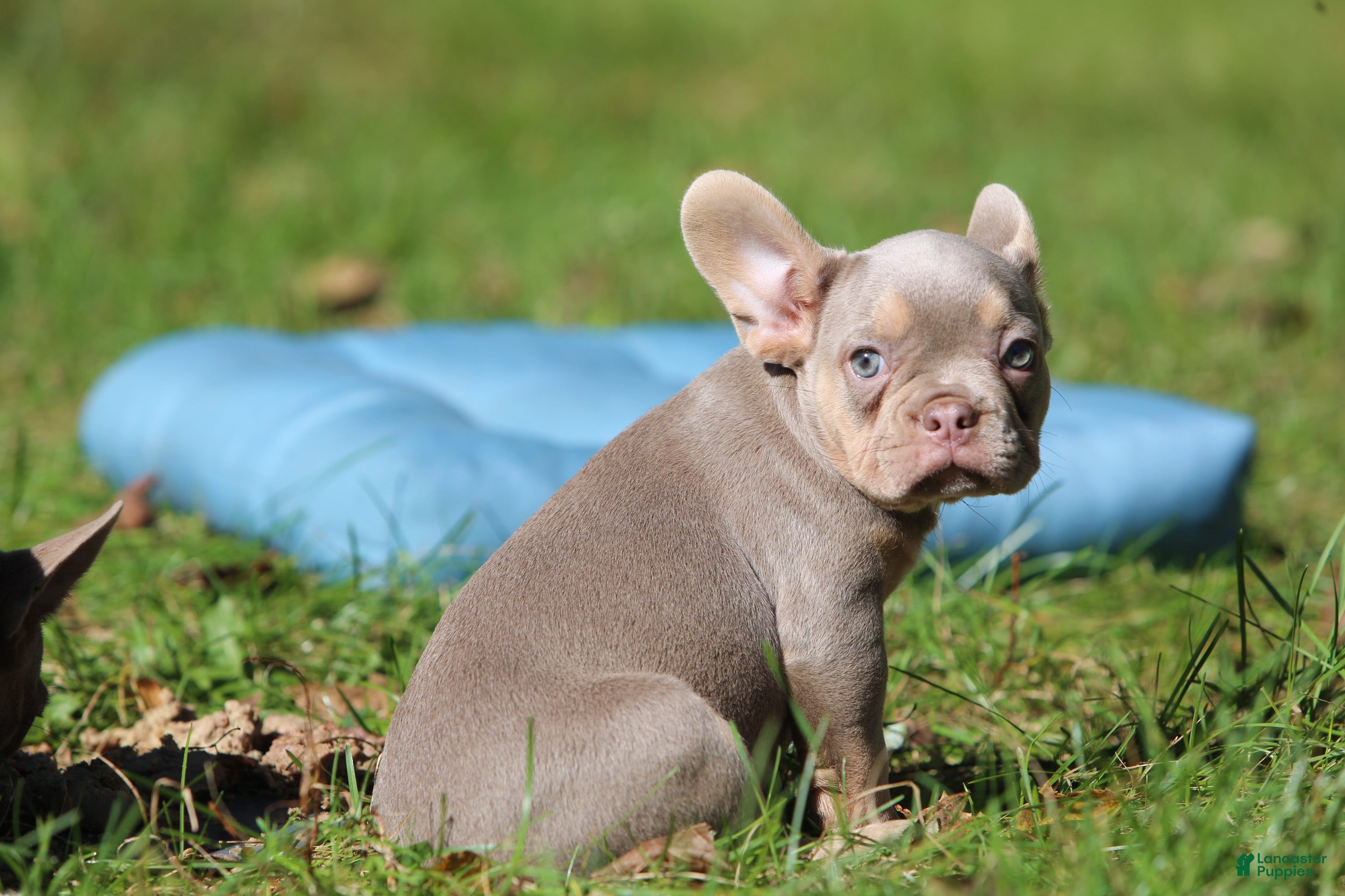 French Bulldog dogs Boa - Ad 2