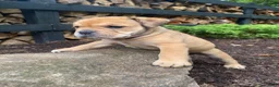 Mixed Breed dogs for sale: Layla - Ad 13