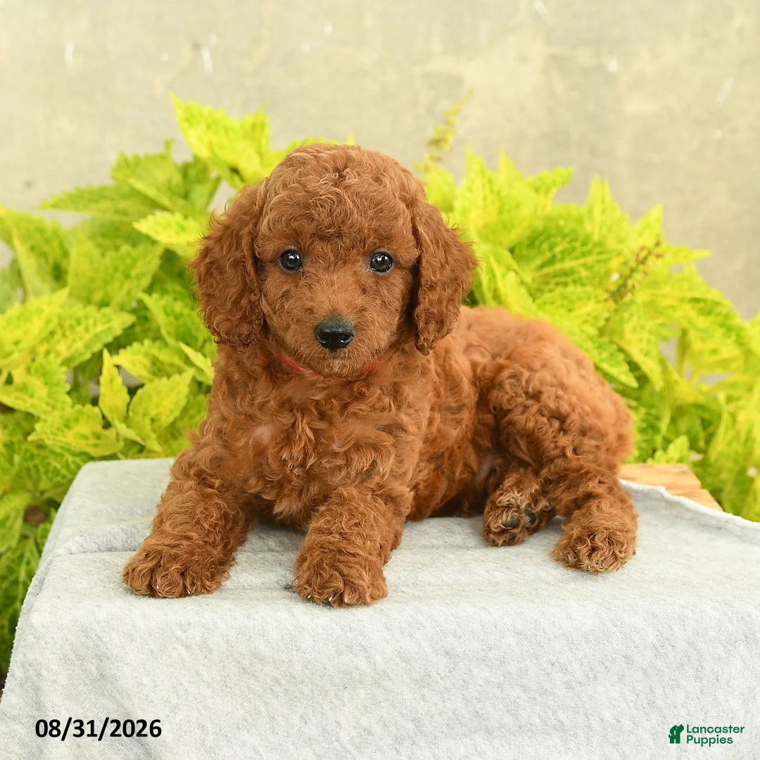 Miniature Poodle dogs for sale: Danny - Ad 2