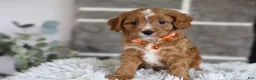 Cavapoo dogs for sale: Prince - Ad 3