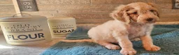 Goldendoodle dogs for sale: Teddy - Ad 3
