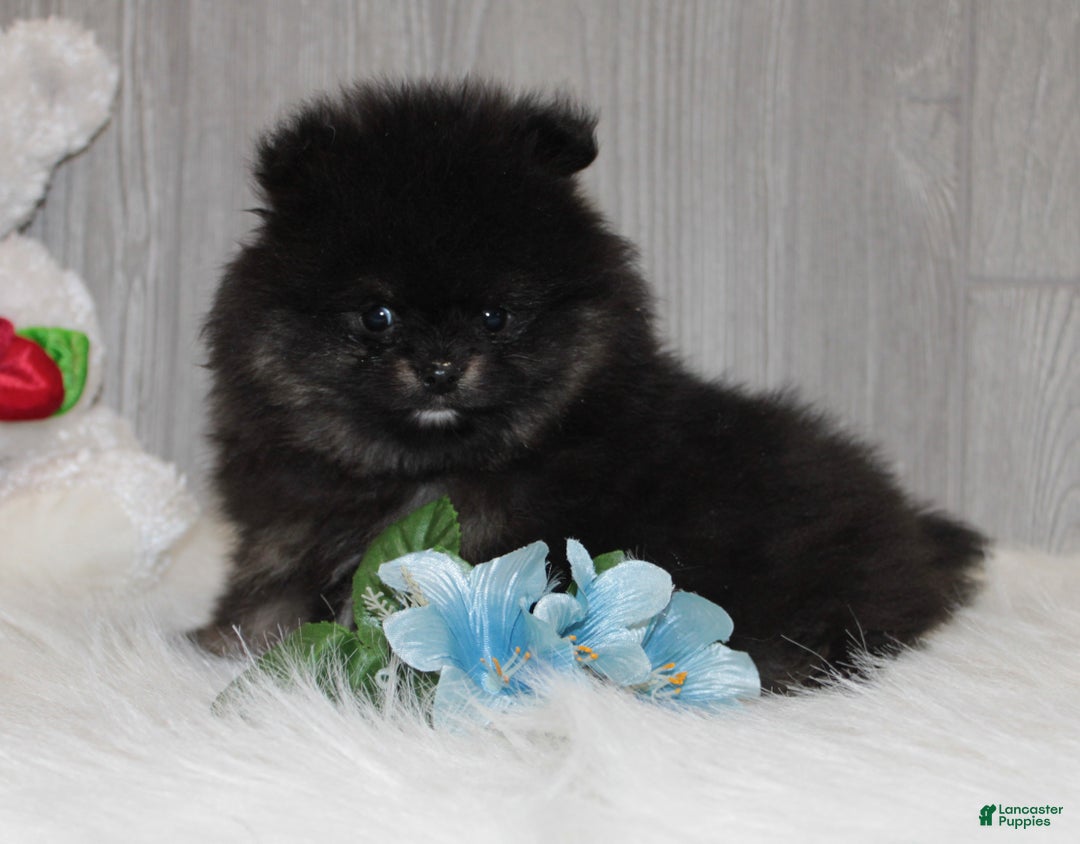 Pomeranian dogs for sale: Kason - Ad 5