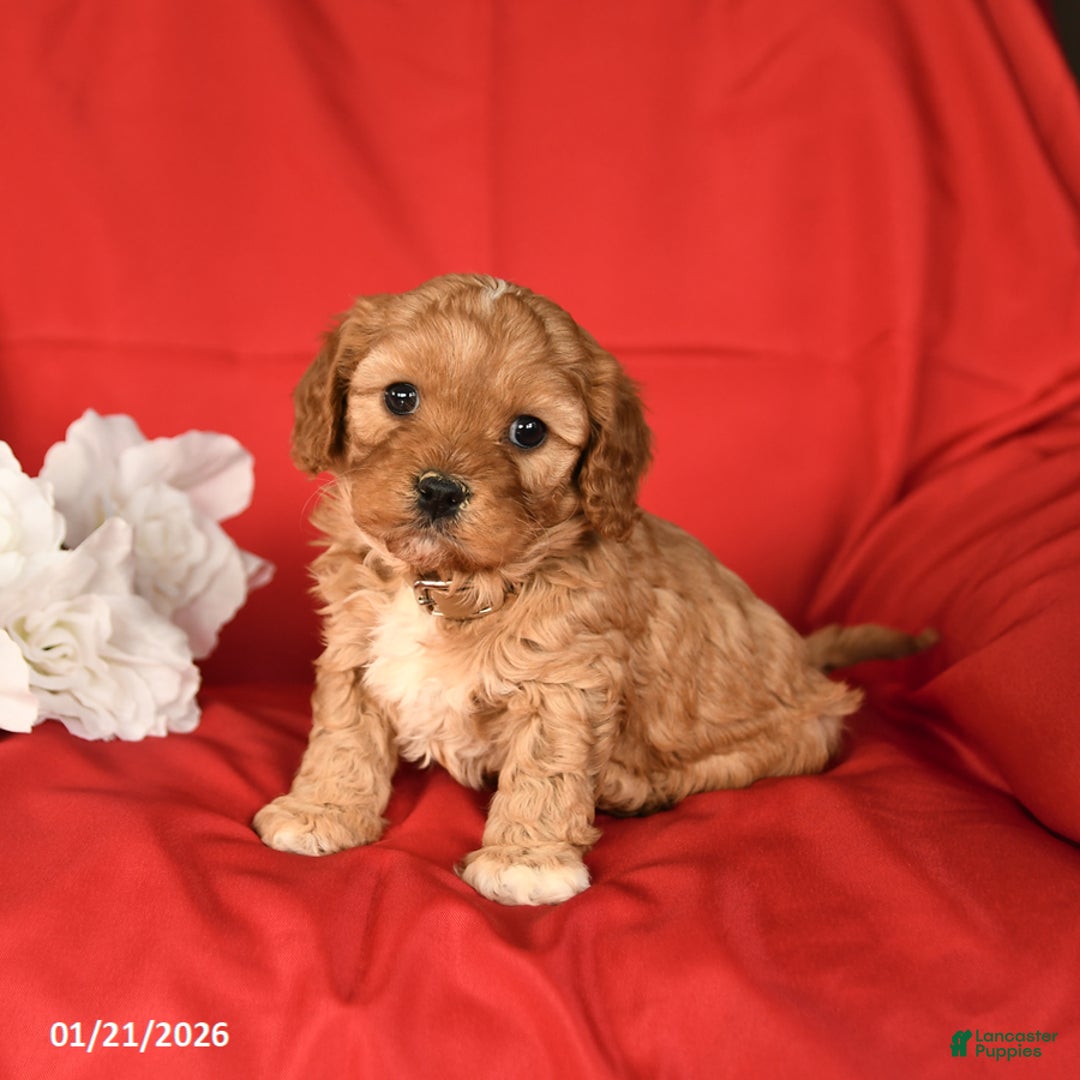 Cavapoo dogs for sale: Charm  - Ad 4