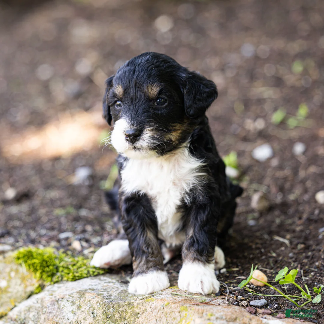 Bernedoodle dogs for sale: Beau Bernedoodle Puppy  - Ad 2