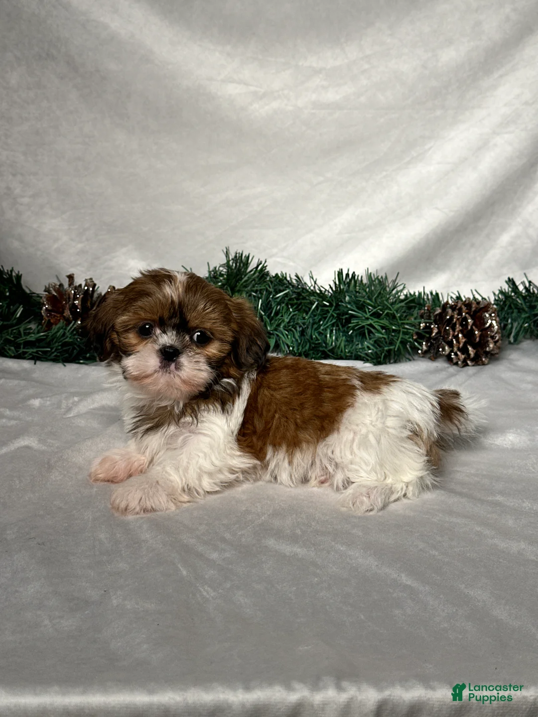 Shih Tzu dogs for sale: Sophia - Ad 4