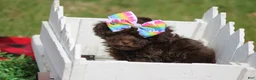 Toy Poodle dogs for sale: Holly - Ad 3