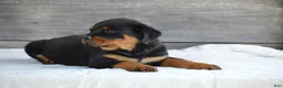 Rottweiler dogs for sale: Brandi - Ad 3