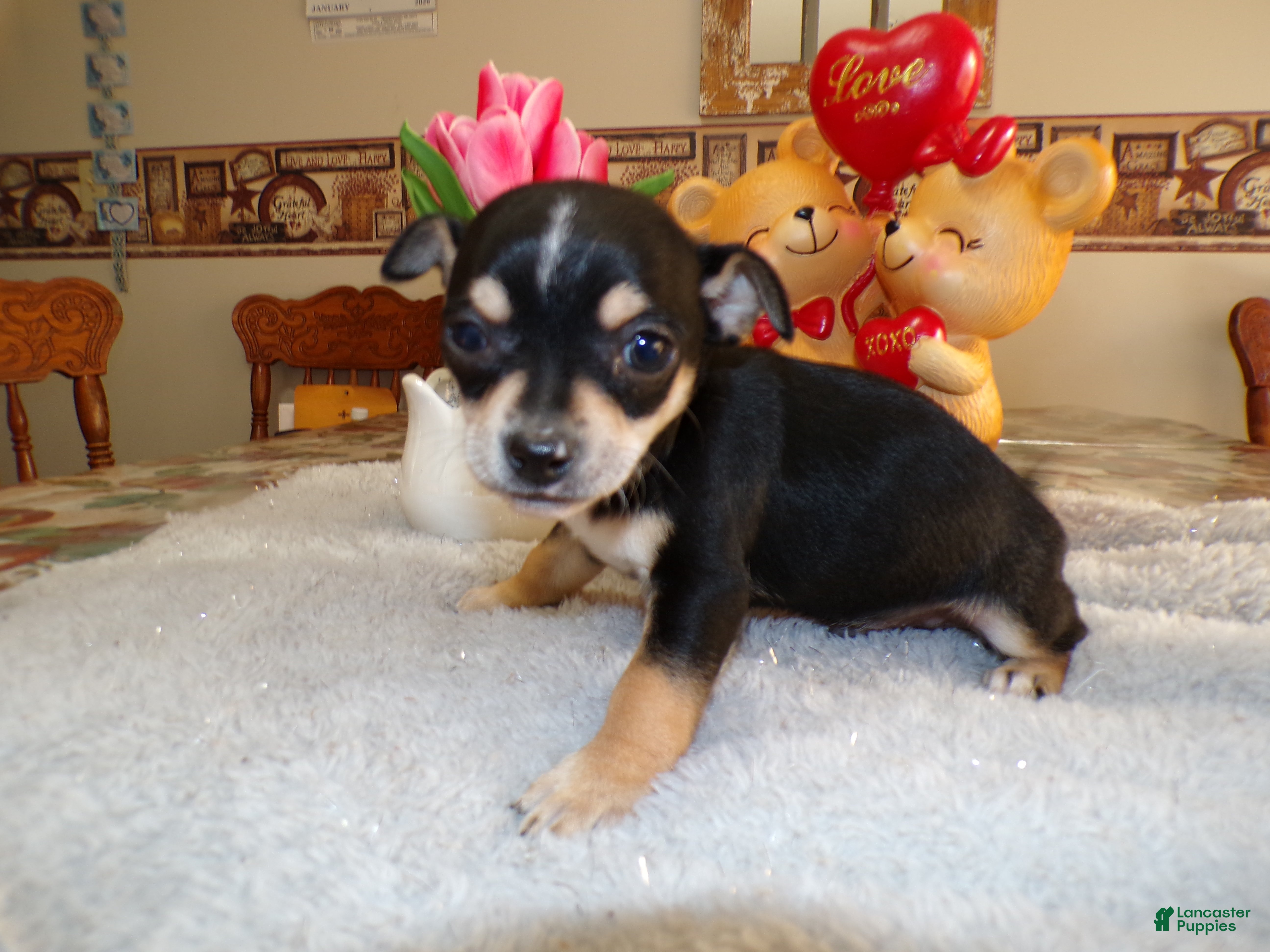 Chihuahua dogs Chihuahua Puppy 1 Bluey - Ad 25