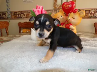 Chihuahua dogs Chihuahua Puppy 1 Bluey - Ad 33