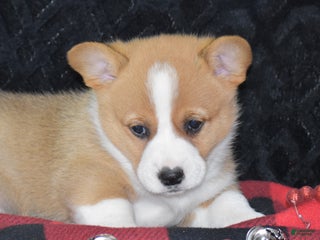 Welsh Corgi Pembroke dogs - Ad 36