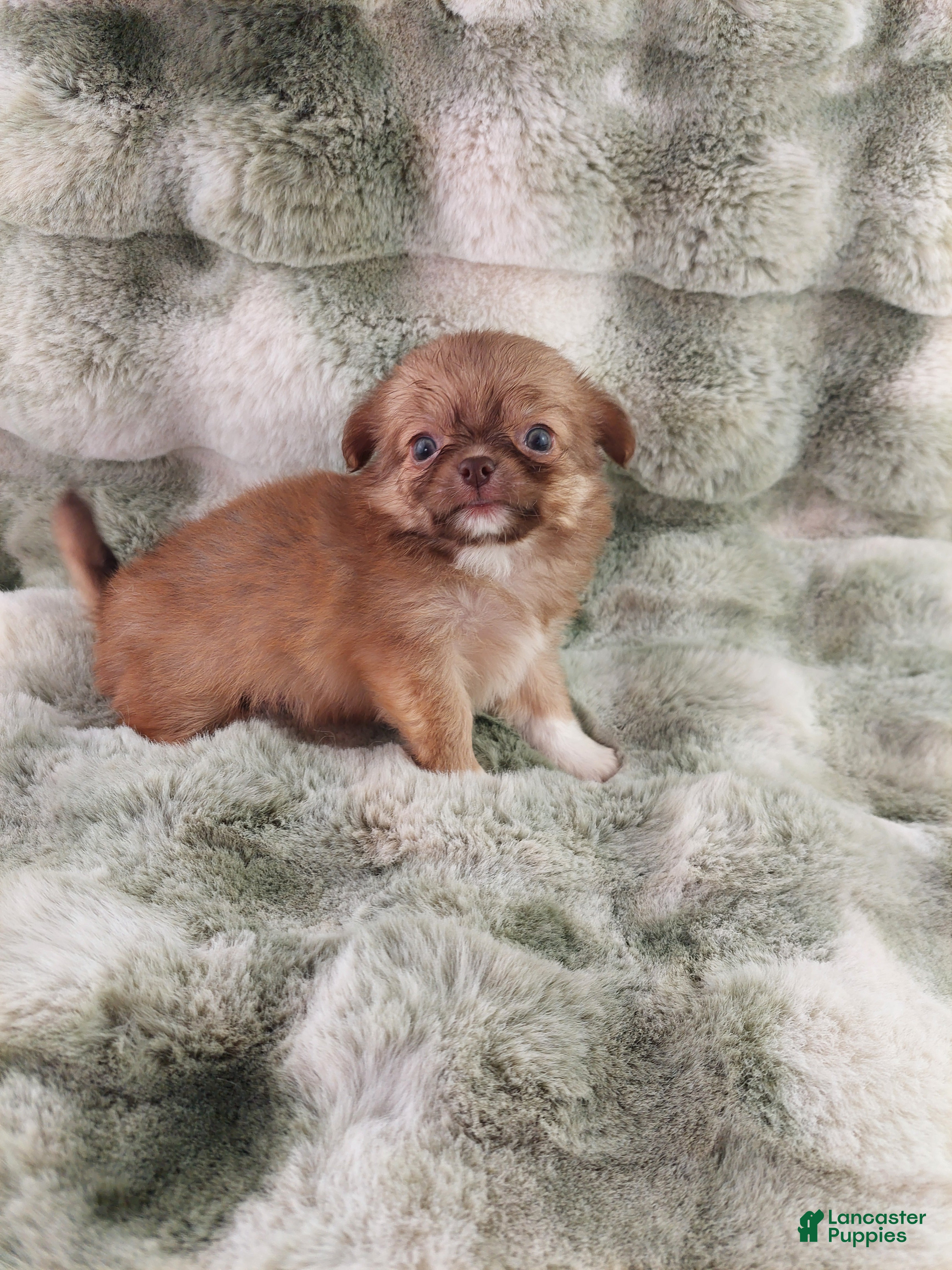 Chihuahua dogs AKC Carl - Ad 1