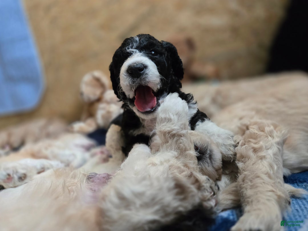 Mixed Breed dogs for sale: Adi - Ad 3