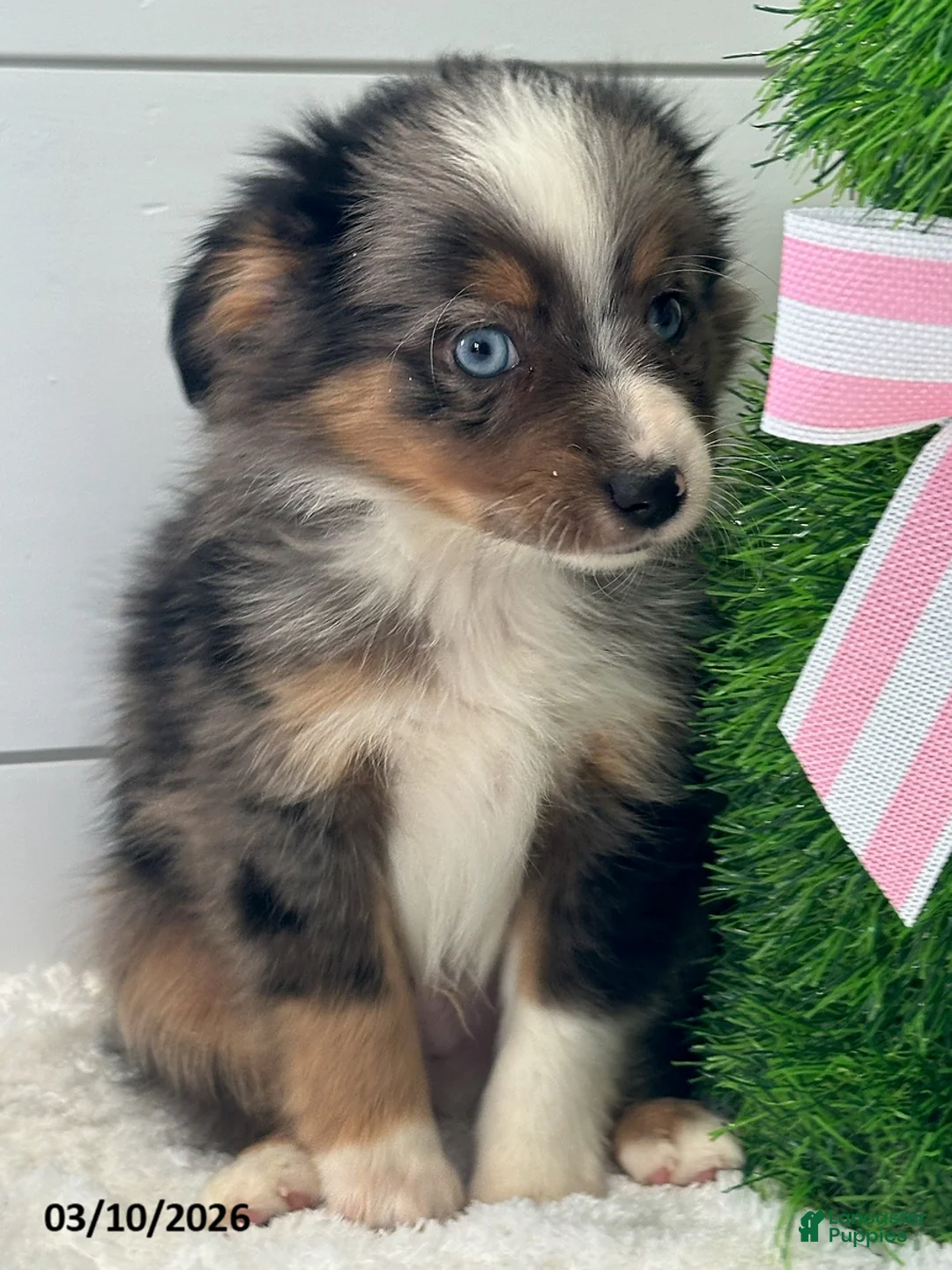 Miniature Australian Shepherd dogs for sale: Troy - Ad 2